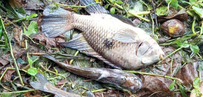 Prefeitura de São Sebastião aplica multa de R$ 100 mil à Sabesp por contaminação no Rio Maresias